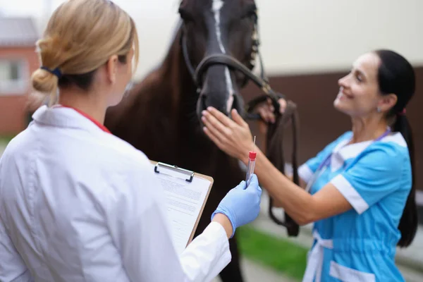 Two veterinarians conduct medical examination of thoroughbred horse — Fotografia de Stock