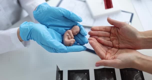 Doctor holding in his hands anatomical model of human fetus in front of palms of woman closeup 4k movie — Αρχείο Βίντεο