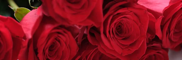 Красные бутоны роз крупным планом, красивые свежие цветы — стоковое фото