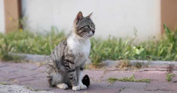 Chat gris avec pattes blanches et yeux verts assis sur la rue — Video