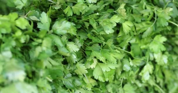 Primo piano con foglie di prezzemolo verde brillante. Prezzemolo beneficio danno e contenuto calorico — Video Stock