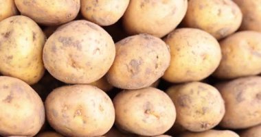 Ekilmiş patatese yakın çekim. Çiftçilerin ve diyet yiyeceklerin yetiştirdiği sağlıklı ve lezzetli yiyecekler.