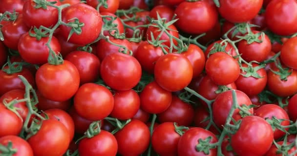 Красные сочные помидоры на рынке крупным планом — стоковое видео