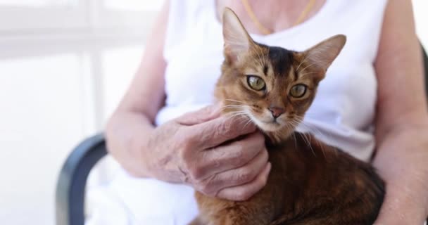 Жінка погладжує чистого кошеня крупним планом 4k фільм повільний рух — стокове відео