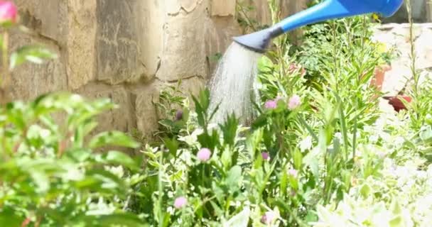 Jardineiro regando canteiro de flores com plantas verdes de pode closeup filme 4k — Vídeo de Stock