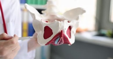 Doktor pelvis kemikleriyle insan leğen kemiğinin anatomik modelini tutuyor. Jinekolog, kalça eklemi ve kalça kemiğinin sık sık kırılan yerler olduğuna işaret ediyor.