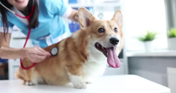 Κτηνίατρος Εξετάζει Άρρωστο Σκυλί Corgi Στηθοσκόπιο Έννοια Των Κτηνιατρικών Υπηρεσιών — Αρχείο Βίντεο