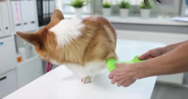 獣医の包帯は犬の足を閉じて痛い イヌの関節痛の治療コンセプト — ストック動画