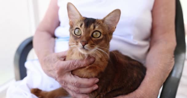 老太婆抱着美丽的生姜猫 退休年龄和接受治疗的宠物 — 图库视频影像