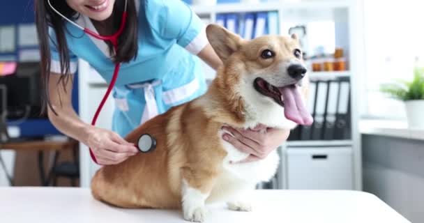 Veterinário Examina Cão Mesa Clínica Veterinária Escuta Batimento Cardíaco Com — Vídeo de Stock