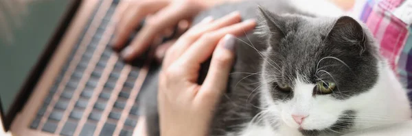 Gros Plan Beau Chat Blanc Gris Assis Près Charmant Propriétaire — Photo