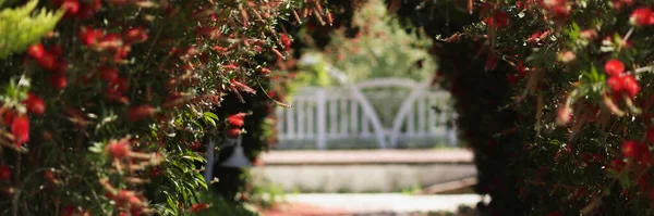 Nahaufnahme Eines Schönen Bogens Roter Blumen Garten Florale Laube Hof — Stockfoto