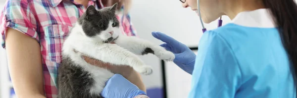 Retrato Propietaria Hembra Sostiene Gato Las Manos Mujer Veterinaria Examinar — Foto de Stock