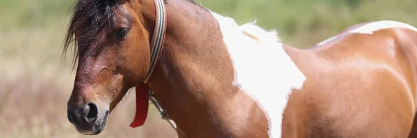 Zbliżenie Pięknego Brązowo Białego Konia Spacerującego Polu Ładny Kasztanowy Koń — Zdjęcie stockowe