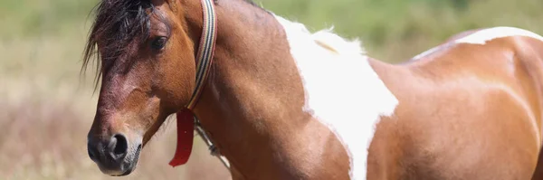 Close Beautiful Brown White Horse Walking Field Nice Chestnut Horse — Stock Photo, Image