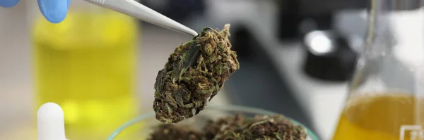 Gros Plan Support Verre Avec Des Bourgeons Marijuana Dessus Placé — Photo