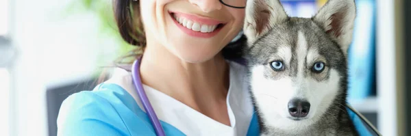 Retrato Veterinário Amistoso Transporta Belo Cachorro Husky Mãos Cão Com — Fotografia de Stock
