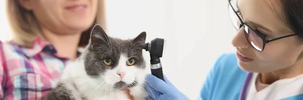 Retrato Dona Mulher Segurando Seu Animal Estimação Gato Mãos Veterinário — Fotografia de Stock