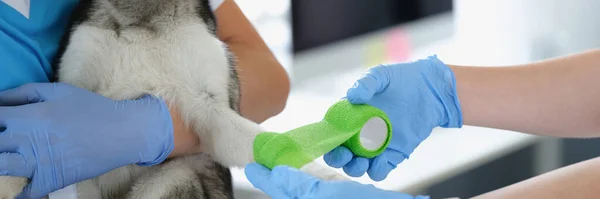 Close Fêmea Veterinária Profissional Colocar Bandagem Pata Cães Para Uma — Fotografia de Stock