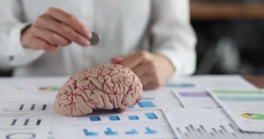 Bir kadın insan beyninin anatomik modeline bozuk para koyar, yakın plan. Yeteneklere yatırım yapma kavramı