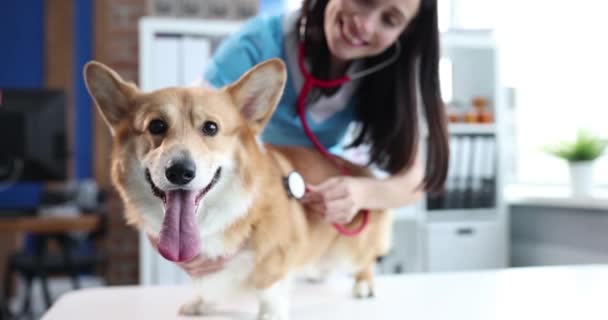 Una Doctora Veterinaria Escucha Los Pulmones Perro Cerca Cámara Lenta — Vídeos de Stock