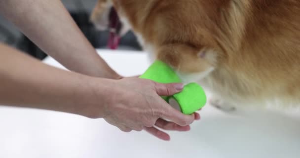 Frauenhände Bandagieren Eine Hundepfote Aus Nächster Nähe Einem Welpen Helfen — Stockvideo