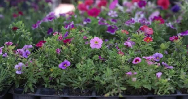 Kvetoucí Rostliny Paletách Pro Sazenice Zblízka Zpomaleně Petúnie Skleníku Zelené — Stock video