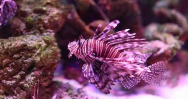 Parlak, güzel akvaryum balıkları yüzer, yakından, yavaş çekimde. Sualtı görüntüsü geldi. Mercan resifi, çevre
