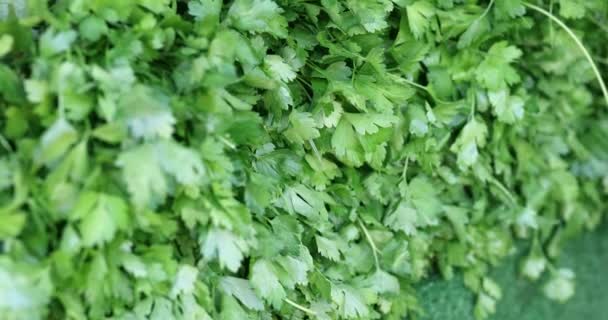 Yeşil Maydanoz Yaprakları Büyük Bir Demet Yakın Çekim Salata Baharat — Stok video