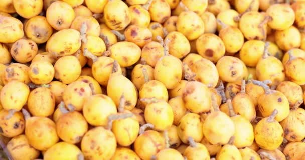 Amarillo Fruta Madura Pipa Muchos Loquat Vista Lateral Eriobotrya Japonica — Vídeo de stock