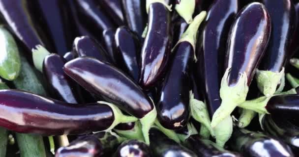 紫色のカラフルなナスのセット クローズアップ 新鮮な熟したオーベルジンの野菜 地中海料理の具材 — ストック動画