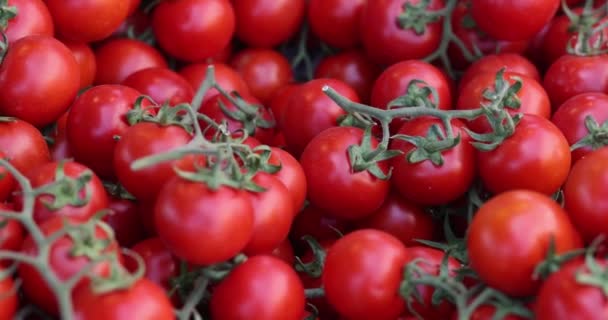 Tomates Rouges Sur Une Brindille Gros Plan Légumes Ronds Frais — Video