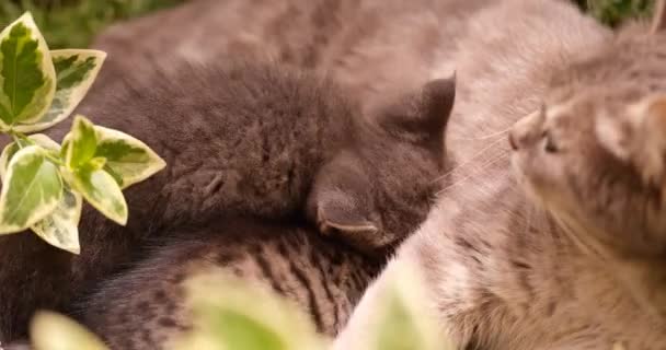 Gris Lindo Gatitos Chupar Leche Mamá Gato Primer Plano Lindas — Vídeo de stock