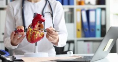 Doktor kalbin anatomik modelini gösteriyor, yakın plan. Tıp Fakültesi 'nde kardiyolog, öğretim görevlisi.