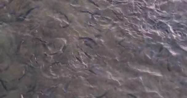 Person Wirft Weißbrot Auf Fischschwärme Fütterung Einer Vielzahl Von Fischen — Stockvideo