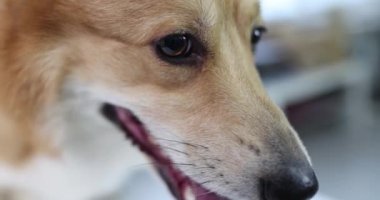 Gal Corgi safkan evcil köpek ağızlığı. Hayvan bakımı konsepti