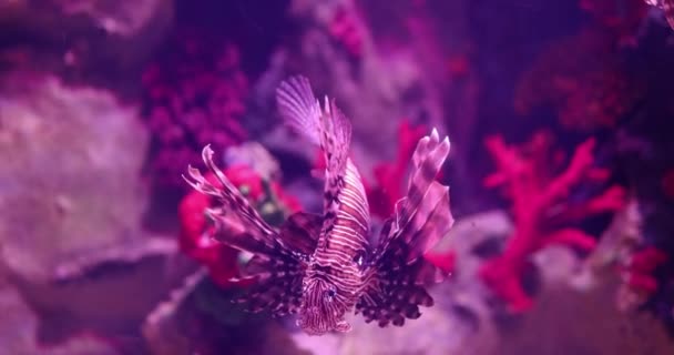 Corales Del Mundo Submarino Hermosos Peces Cebra Concepto Peces Tropicales — Vídeos de Stock