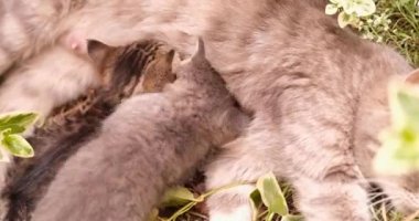 Yeni doğmuş sevimli kediler anne kediden süt emerler. Kedi yavruları anne kedinin kürkünde oynar ve uyur.