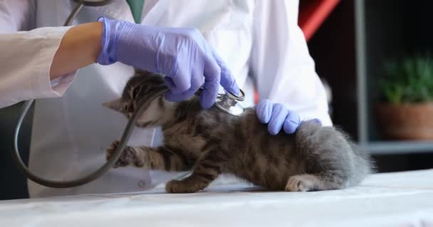 Veterinário Feminino Escuta Pequeno Gatinho Com Estetoscópio Conceito Serviços Veterinários — Vídeo de Stock