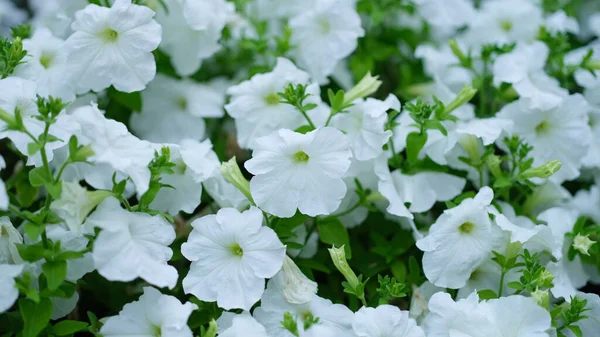 Bílé Petúnie Květiny Rostoucí Zahradě Detailní Pozadí Návrh Koncepce Krajiny — Stock fotografie