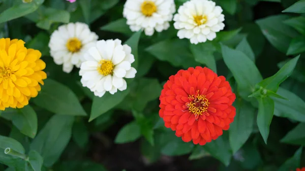 Πολλά Πολύχρωμα Λουλούδια Gerbera Αυξάνεται Στον Κήπο Floristry Έννοια Εξωτερικό — Φωτογραφία Αρχείου