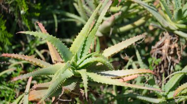 Arka planda büyüyen Aloe Vera bitkisi. İlaç bitkileri kavramının geliştirilmesi
