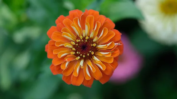 Heldere Oranje Gerbera Bloem Groeit Tuin Close Prachtig Natuurconcept — Stockfoto