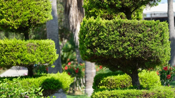 Grüne Thuja Form Von Kreisen Hof Landschaftsgestaltungskonzept — Stockfoto