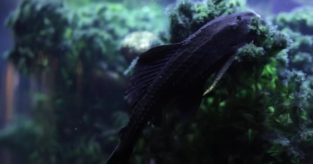 Enayi Yayın Balığı Yoksa Sıradan Bir Pleco Hipotezostomus Akvaryum Balığı — Stok video