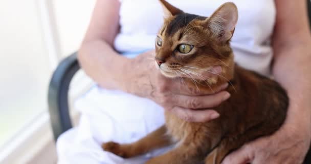 与可爱的绒毛红猫在怀里亲密接触的老年妇女 宠物的概念 — 图库视频影像