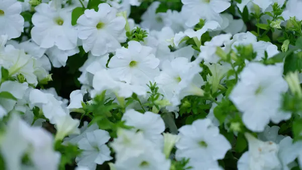 Úžasné Krásné Květiny Bílé Petúnie Květinové Zahradě Letní Květiny Záhonu — Stock fotografie