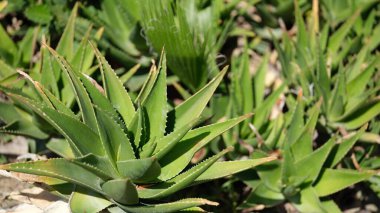Çiftlik bahçesinde taze aloe vera yaprağı. Yeşil tarım konsepti