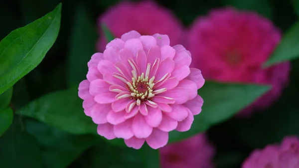 Roze Dahlia Bloem Tuin Mooi Roze Bloemconcept — Stockfoto