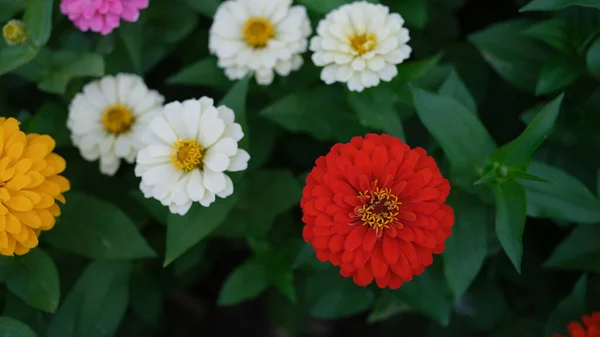 Rood Witte Gele Bloemen Groen Tuinbed Zomer Zomer Prachtige Bloemen — Stockfoto